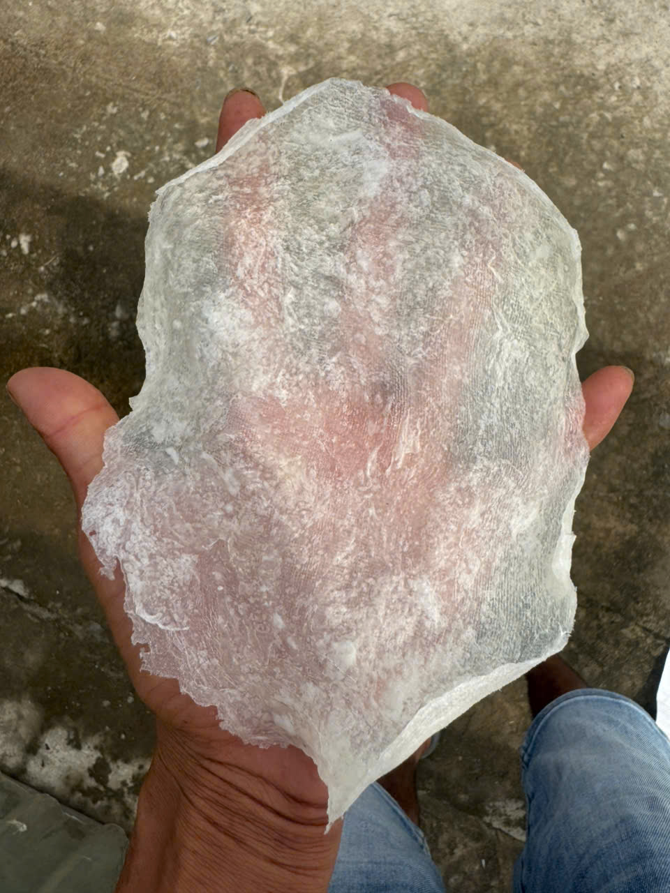 Bong bóng cá ba sa - cán dẹp - Hình ảnh 4