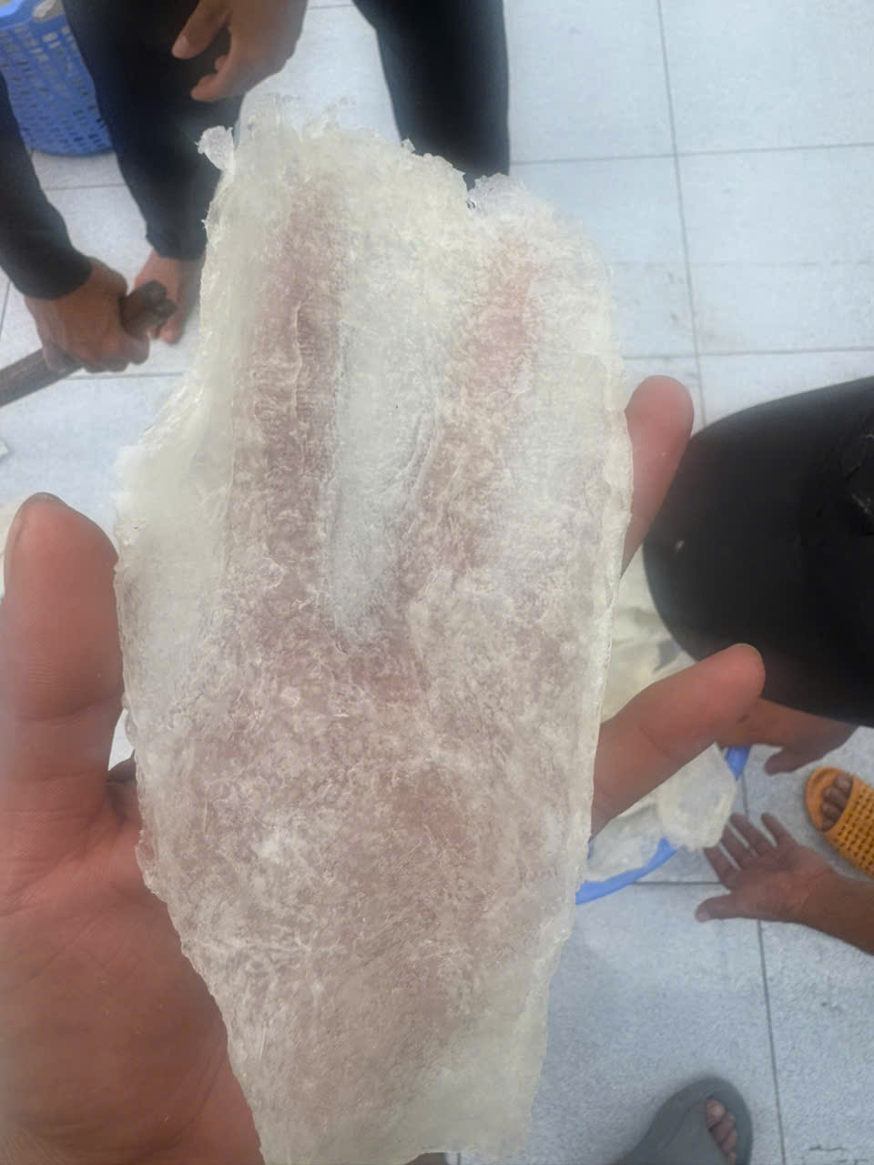 Bong bóng cá ba sa - cán dẹp - Hình ảnh 6