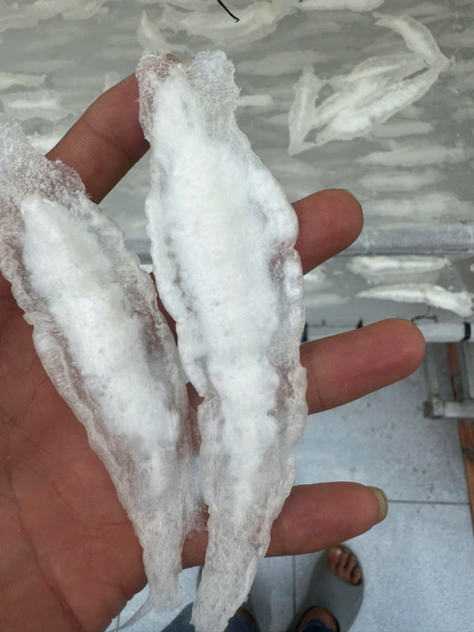 Bong bóng cá ba sa - nguyên bản - Hình ảnh 5