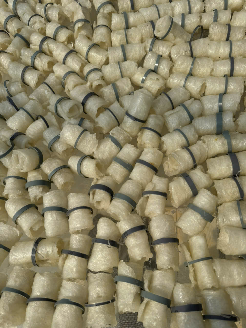 Bong bóng cá basa - cuộn tròn - Hình ảnh 7