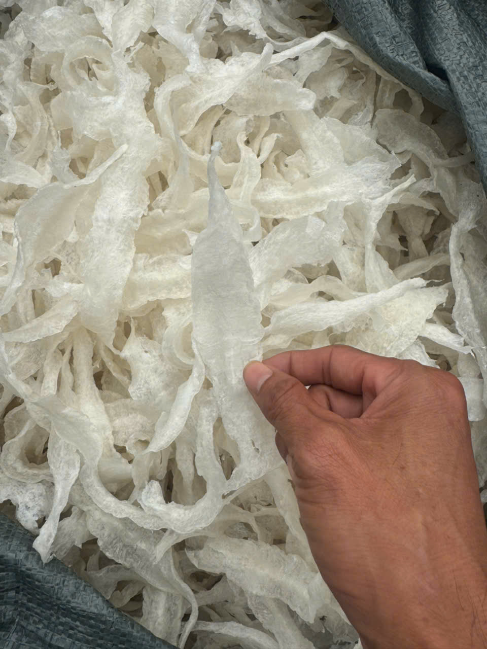 Bong bóng cá ba sa - nguyên bản - Hình ảnh 12