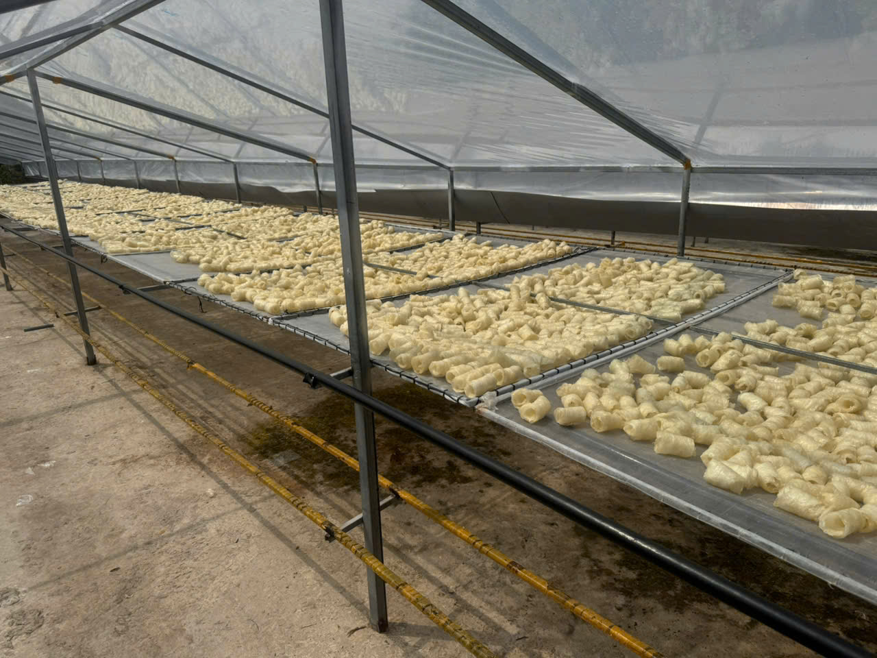 Bong bóng cá basa - cuộn tròn - Hình ảnh 9