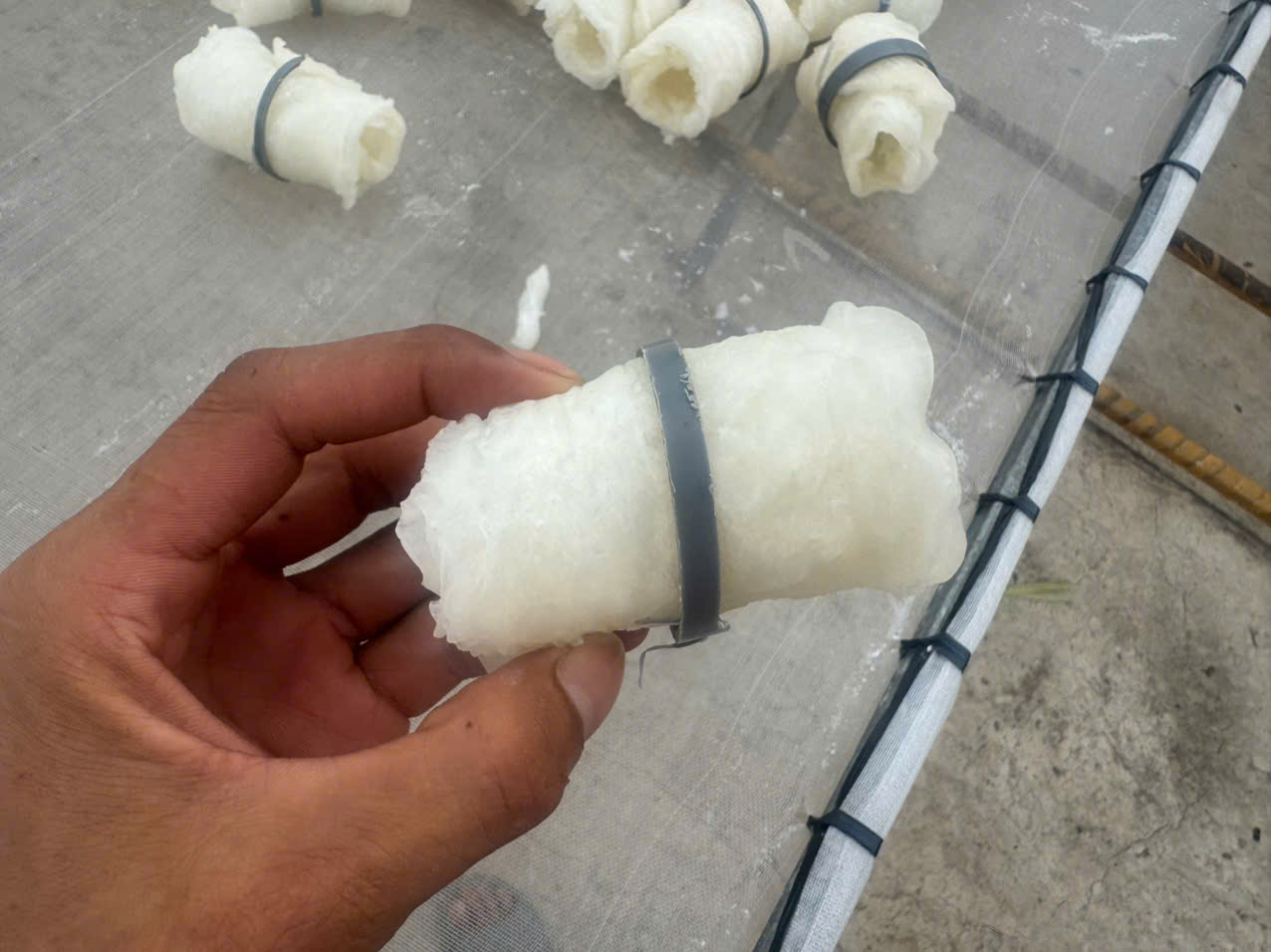 Bong bóng cá basa - cuộn tròn - Hình ảnh 11